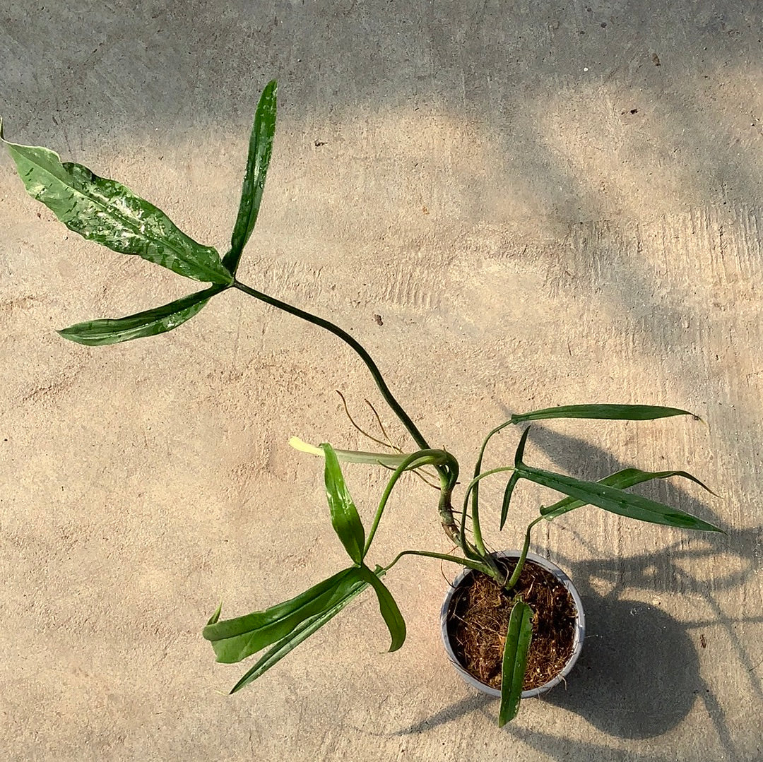 philodendron holtonianum Philodendron holtonianum – Serres Lavoie