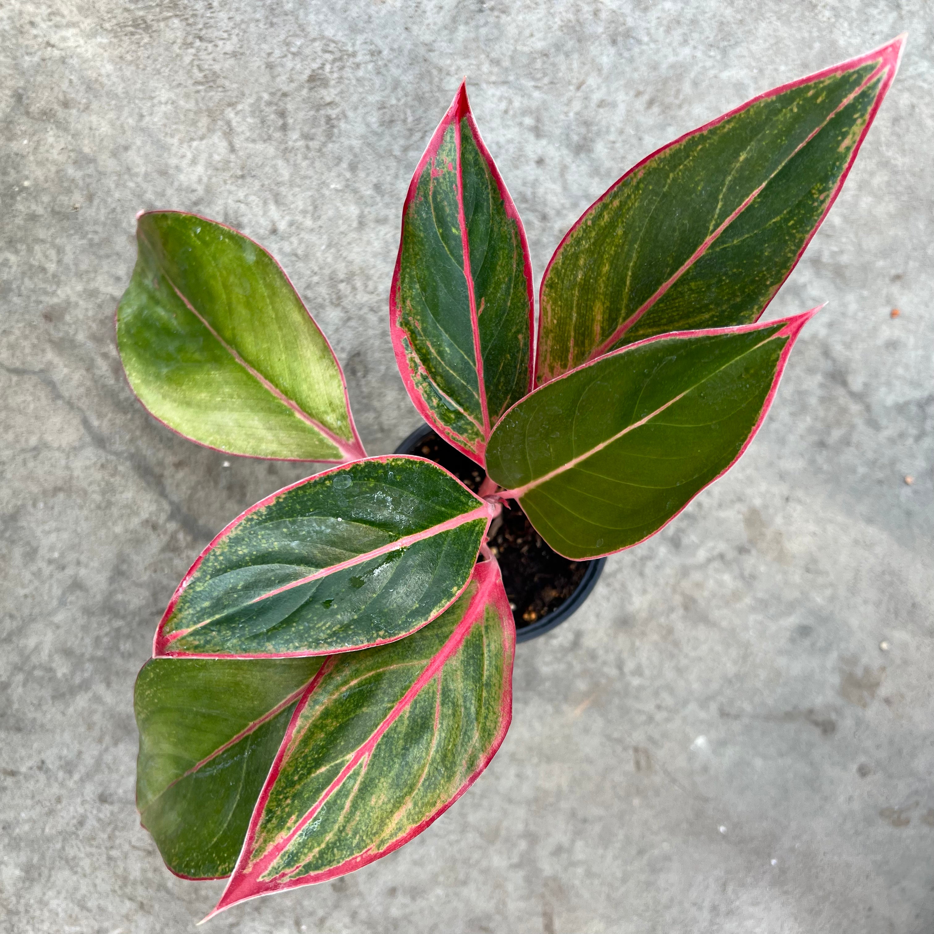 aglaonema pink sapphire Aglaonema 'Sapphire suzanne' | Tropical