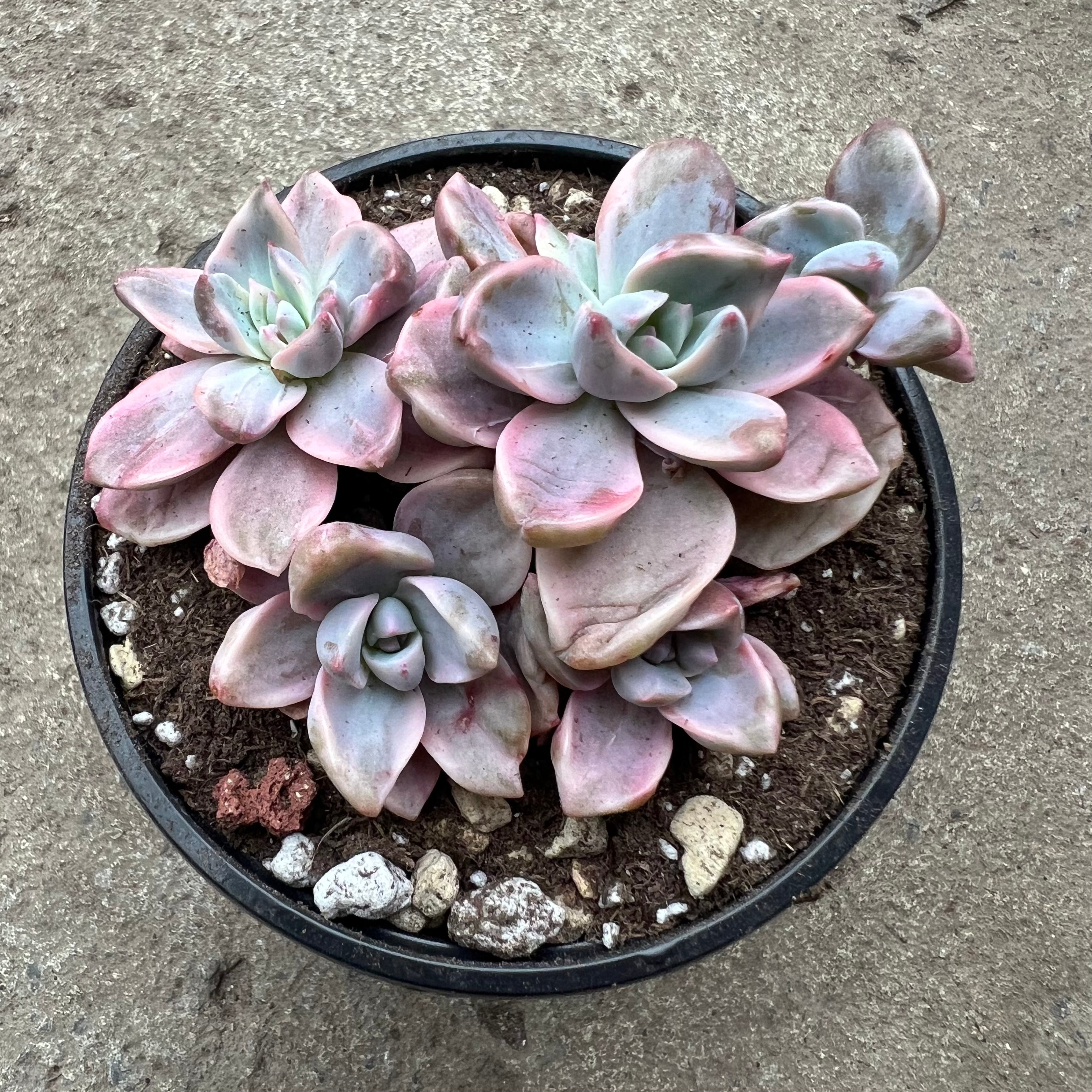mrs richards succulent Graptoveria 'Mrs Richards' | Succulents