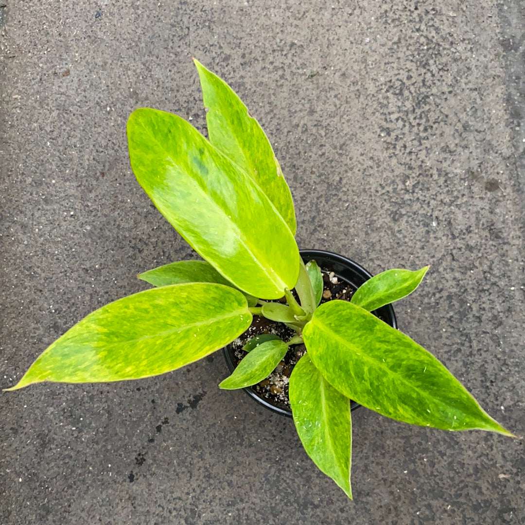 painted lady philodendron hybrid Philodendron 'Painted Lady' hybrid – Serres Lavoie