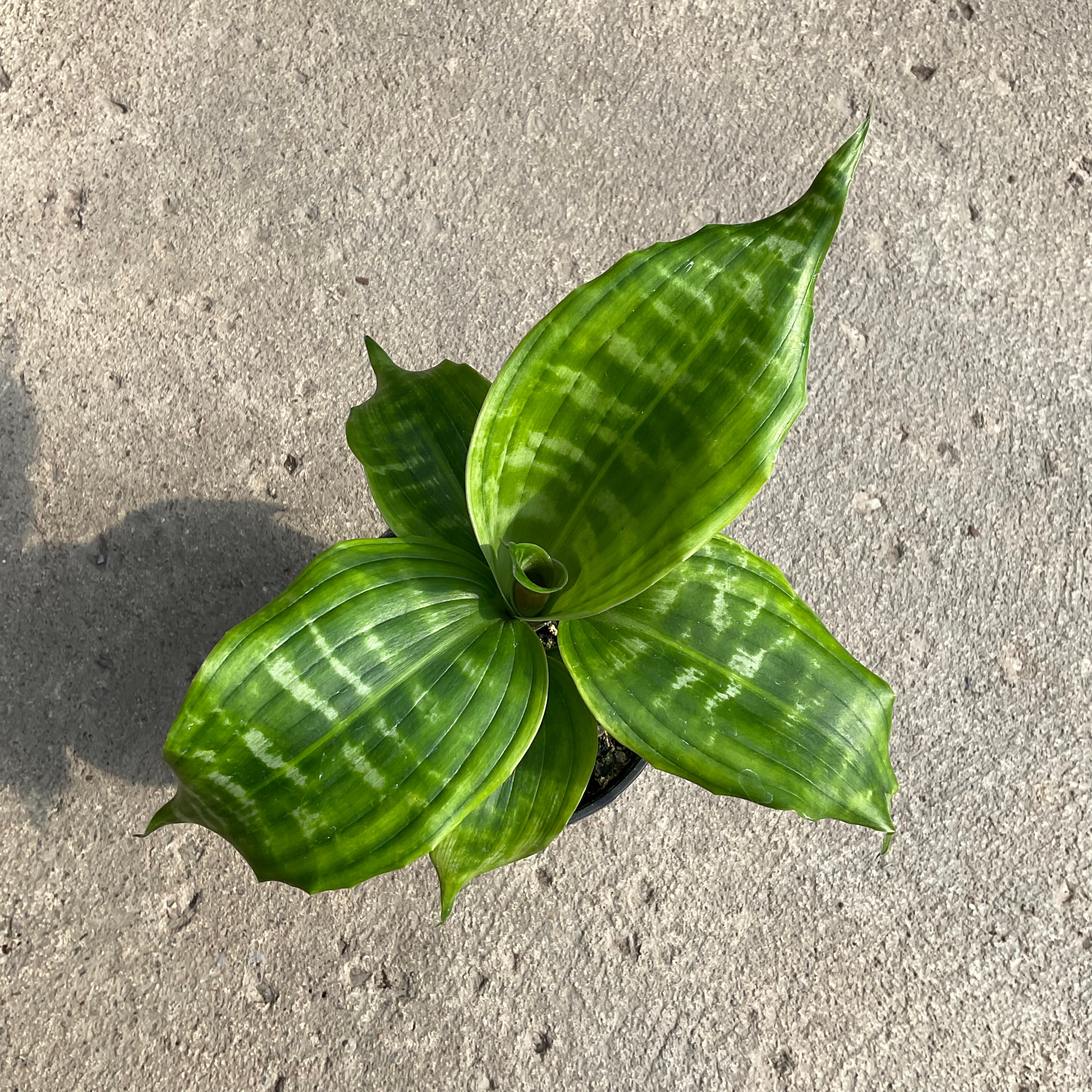 dracaena goldieana Dracaena goldieana – Serres Lavoie