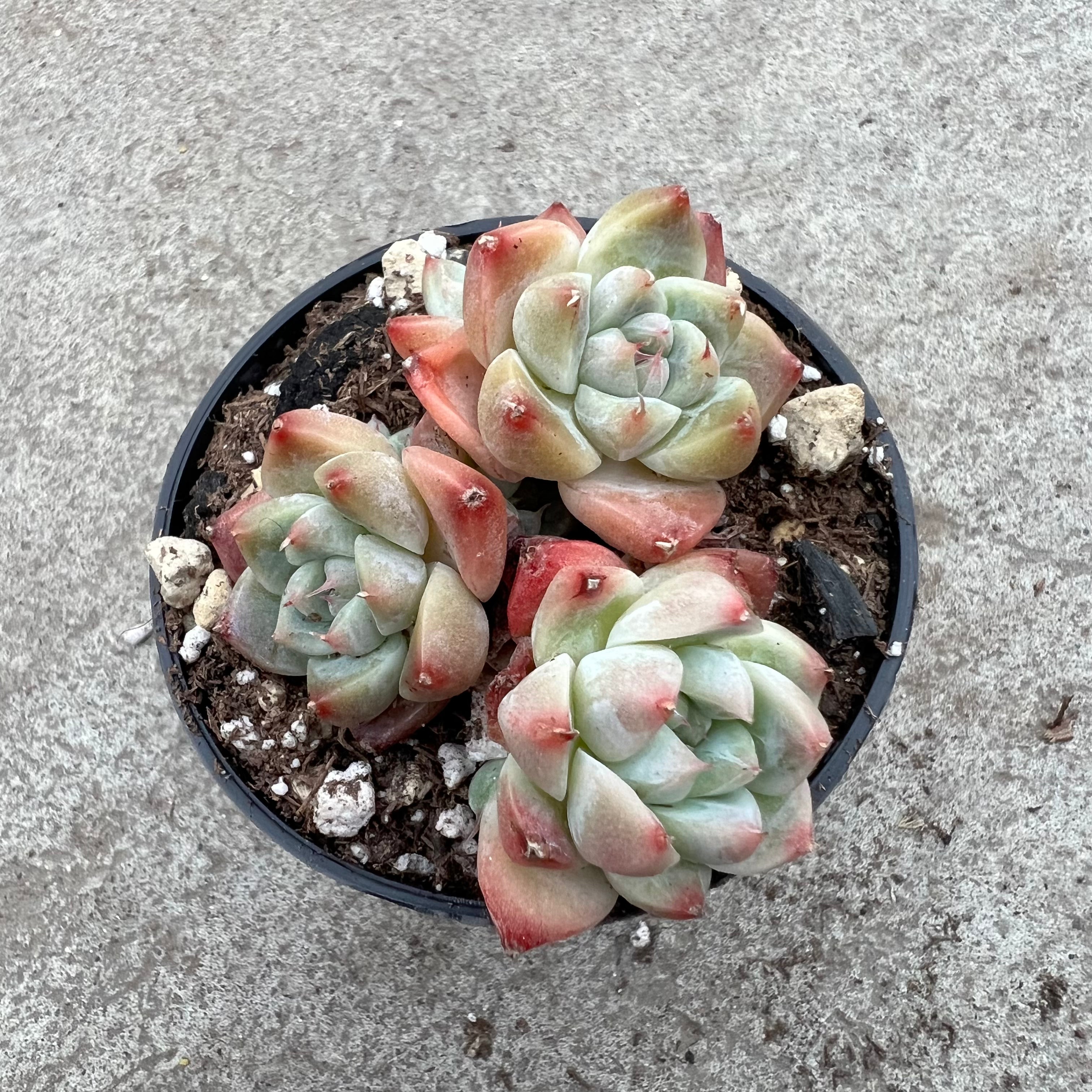 alba beauty succulent Echeveria 'Alba Beauty' | Succulents