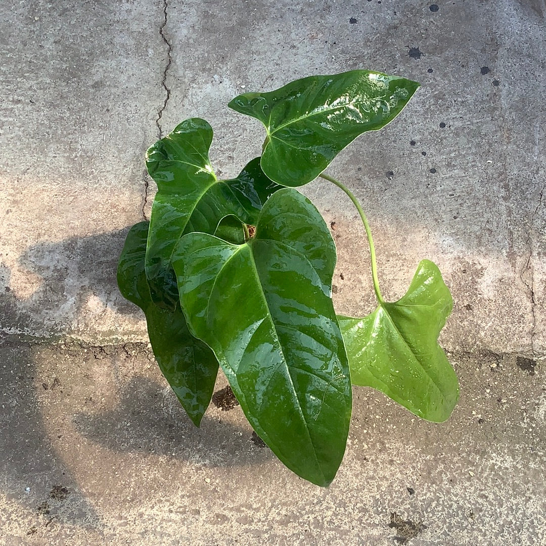 anthurium pedatum Anthurium pedatum | Tropical