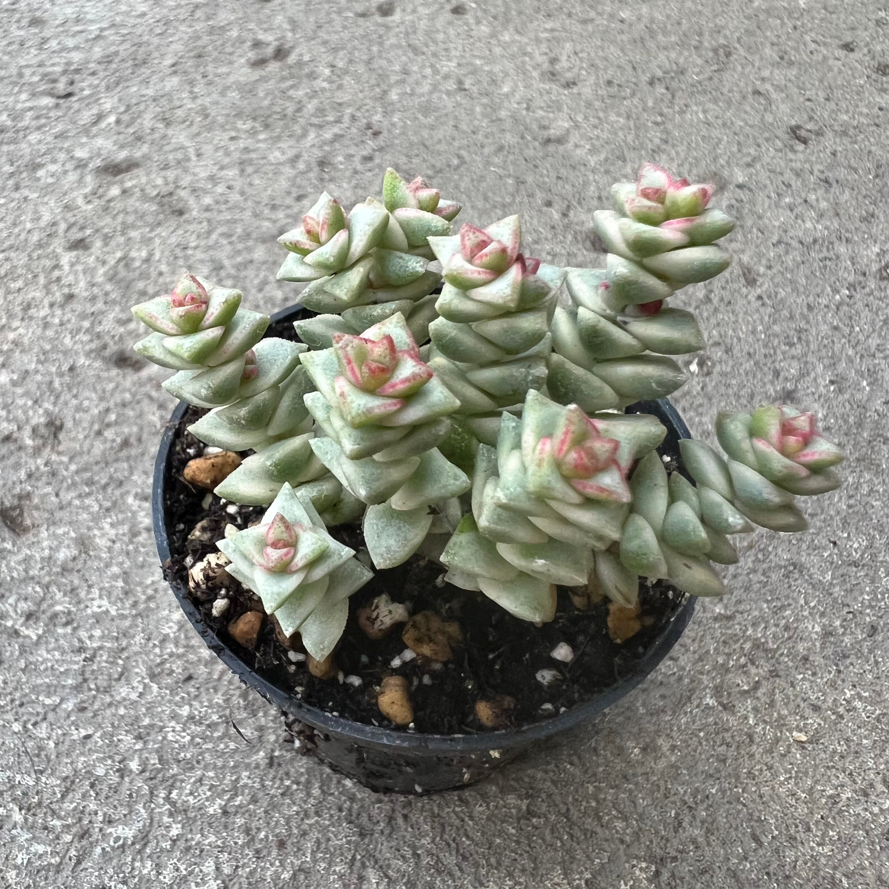 thumb succulent Crassula rupestris 'Tom Thumb's' f. variegata | Succulents