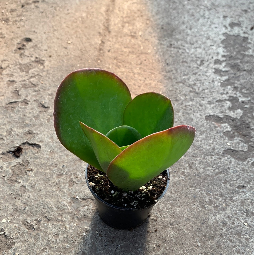fire dragon succulent Kalanchoe 'Dragon Fire' | Succulents
