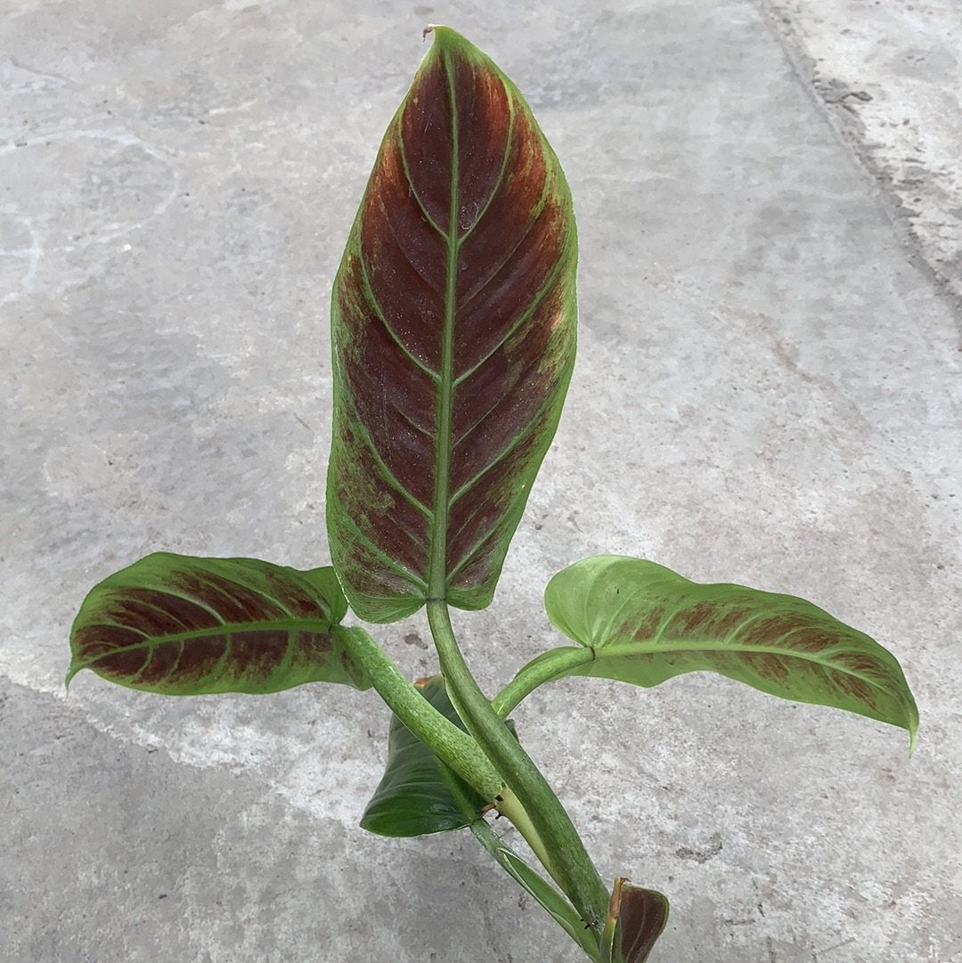 philodendron cruentum Philodendron cruentum – Serres Lavoie