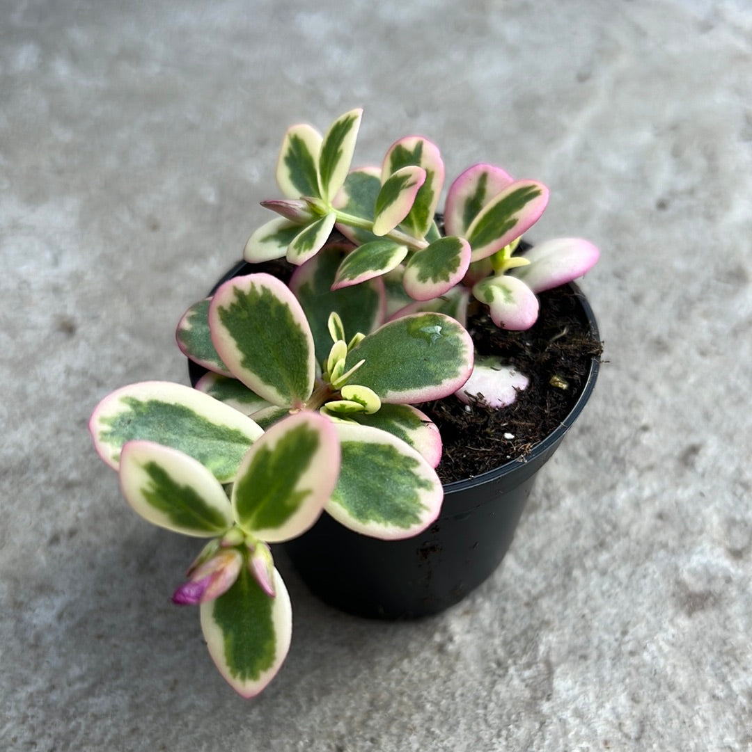 variegated portulaca succulent Portulaca oleracea F. variegata – Serres Lavoie