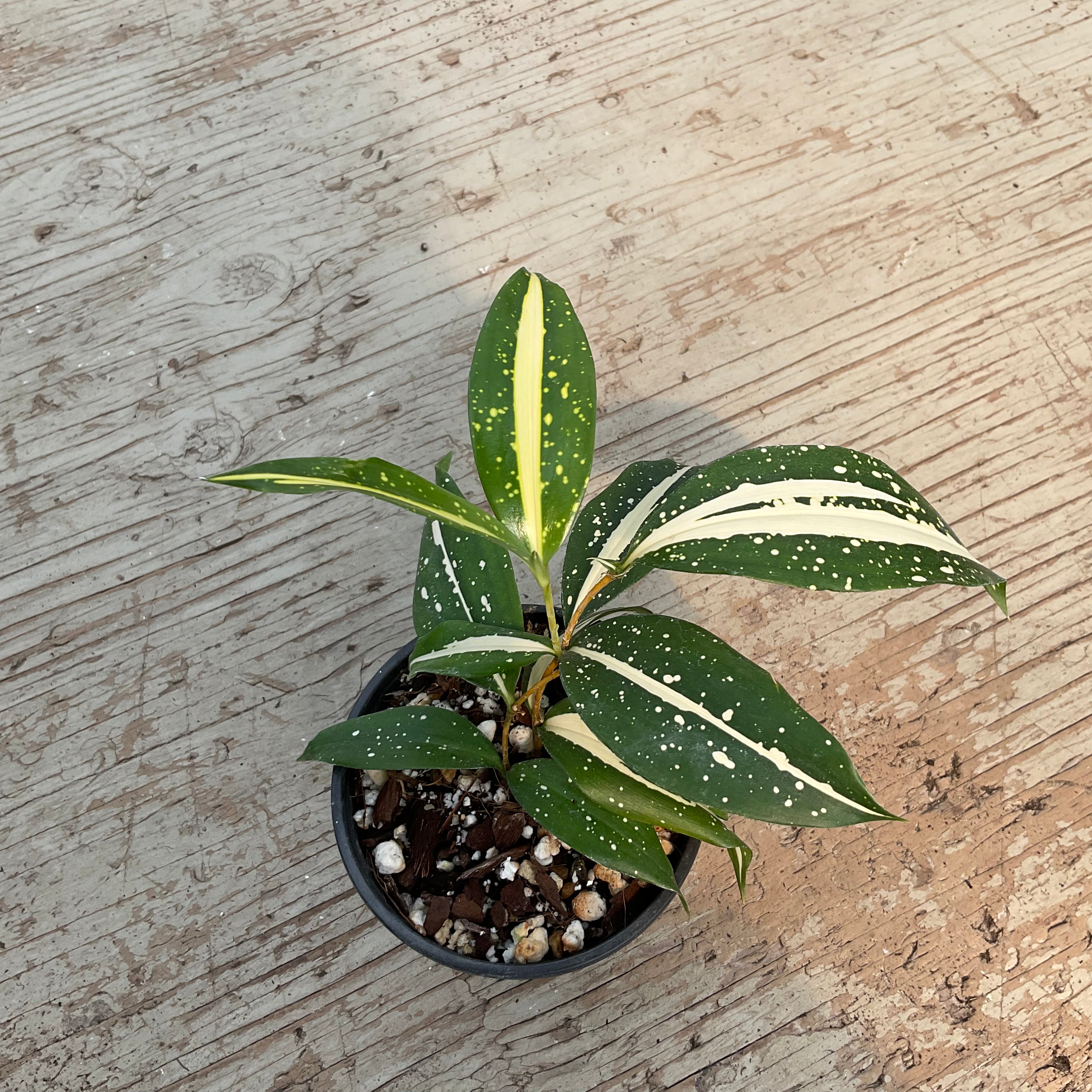 dracaena milky way Dracaena 'Milky Way' – Serres Lavoie