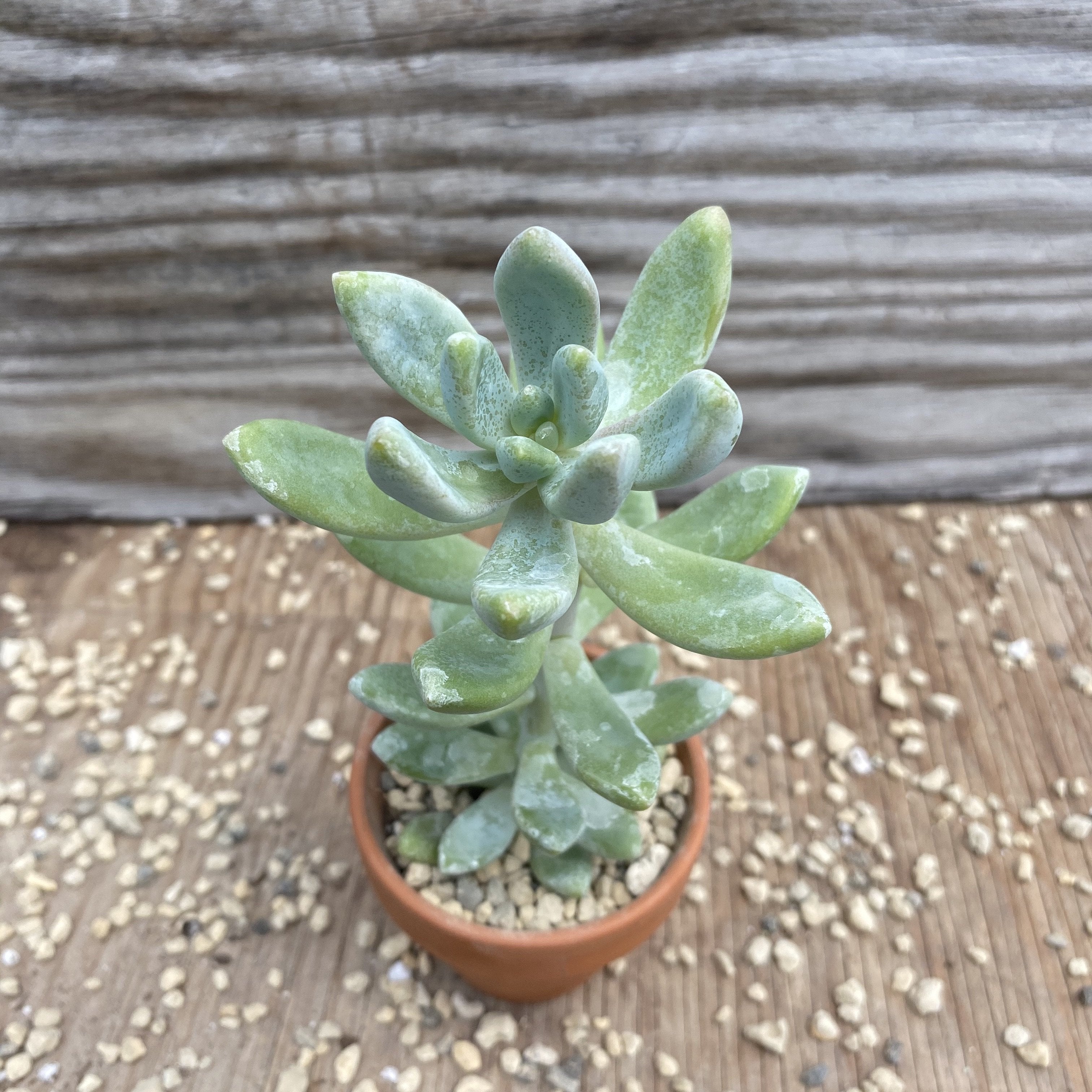 blue giant succulent Graptosedum blue giant – Serres Lavoie