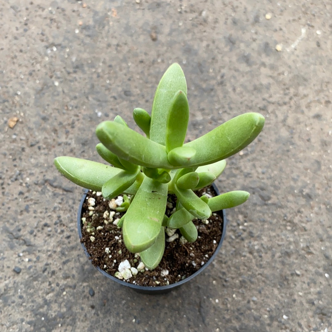 nudicaulis succulent Crassula nudicaulis 'Herrei' – Serres Lavoie