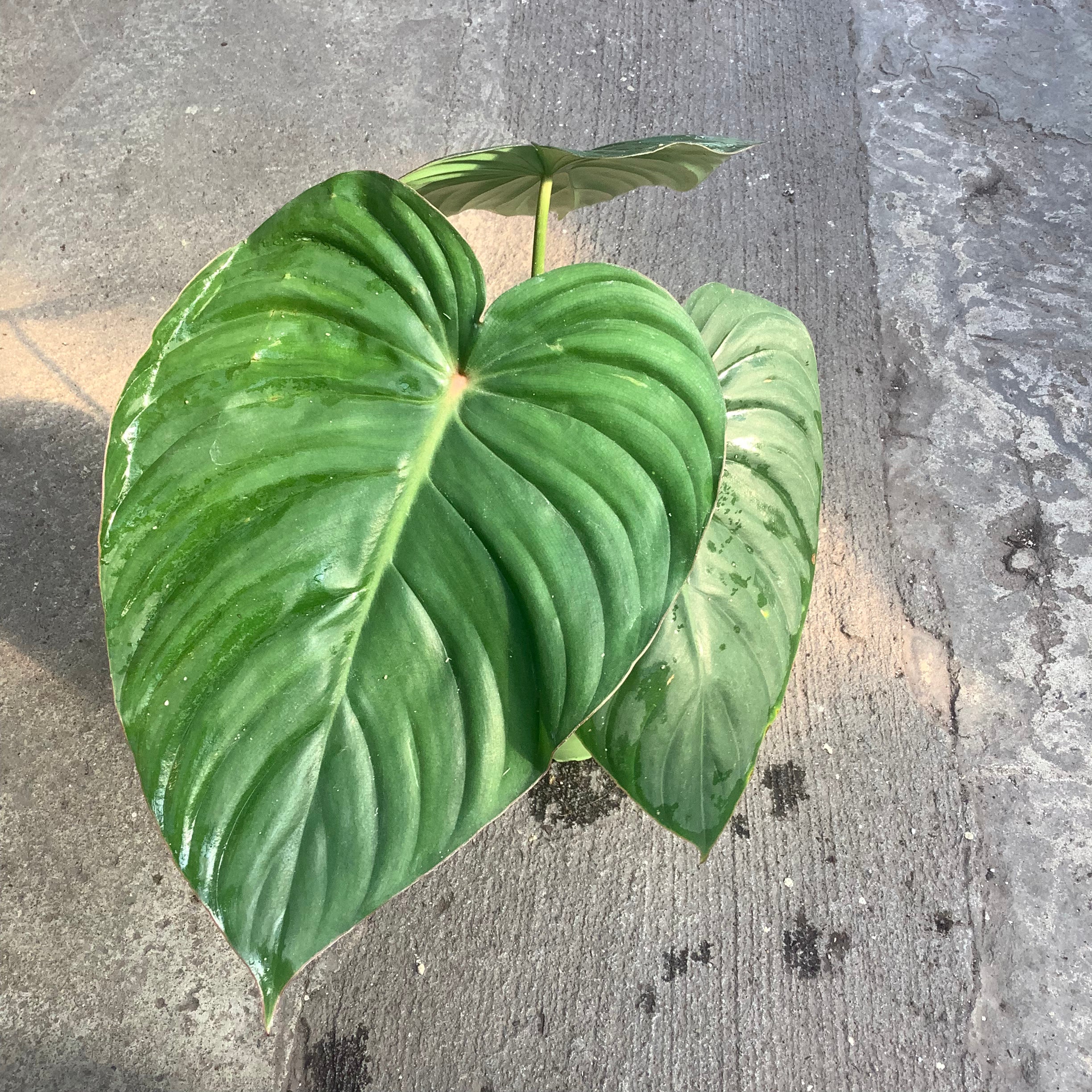 Philodendron pastazanum #9 - Rare 2024 Exotic Aroid Plants and Fast Shipping- Pls read description