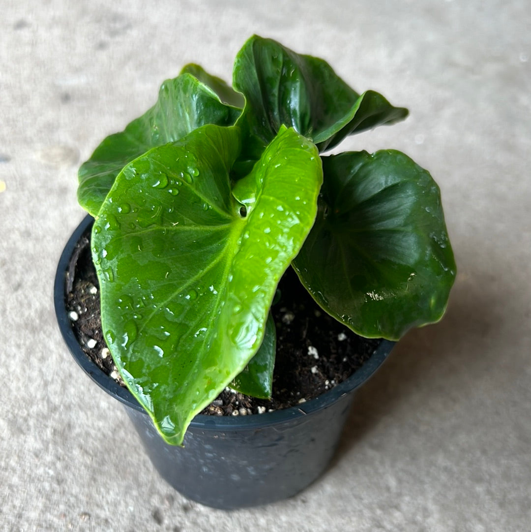 philodendron selloum atom Philodendron selloum ''Atom'' – Serres Lavoie