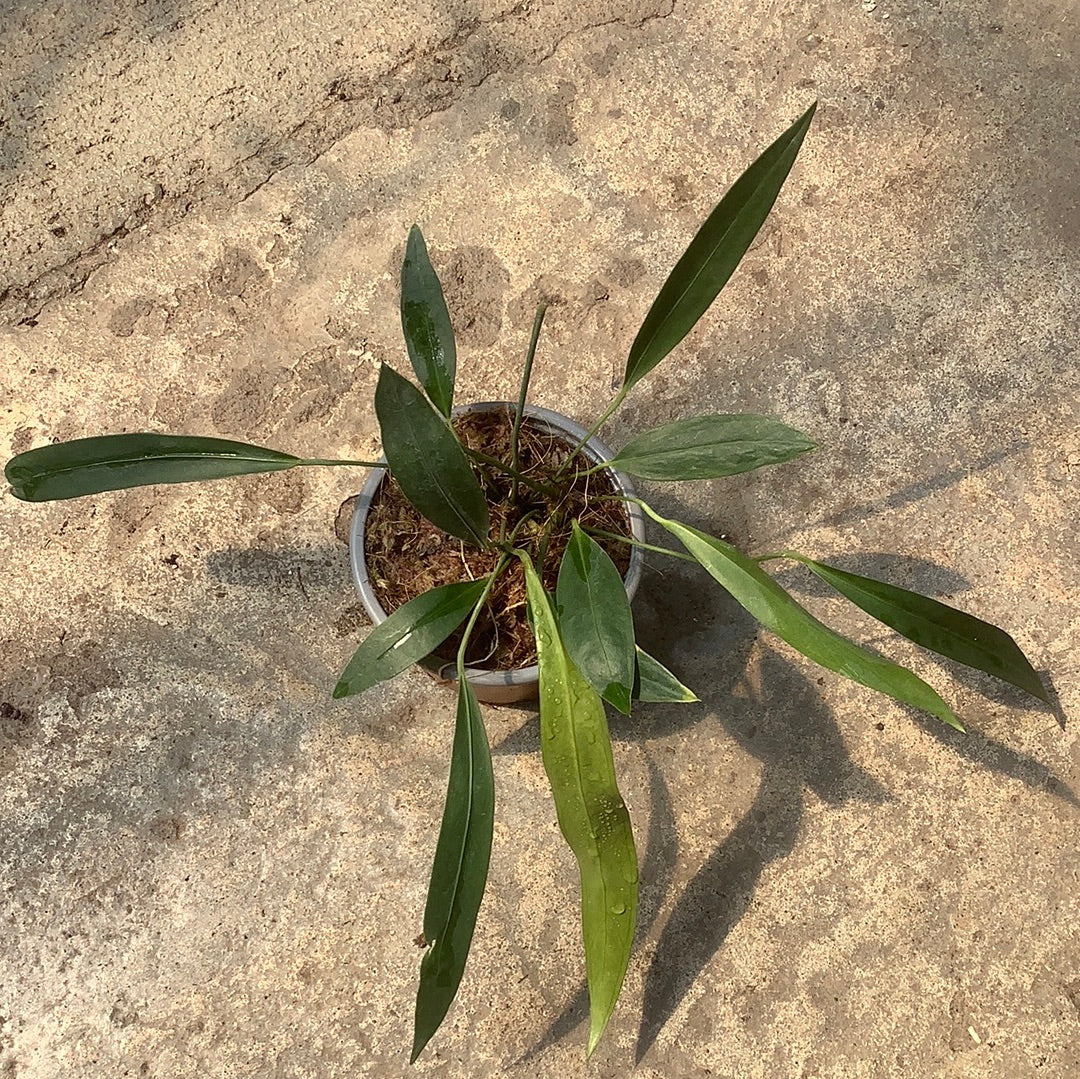 Anthurium pendens