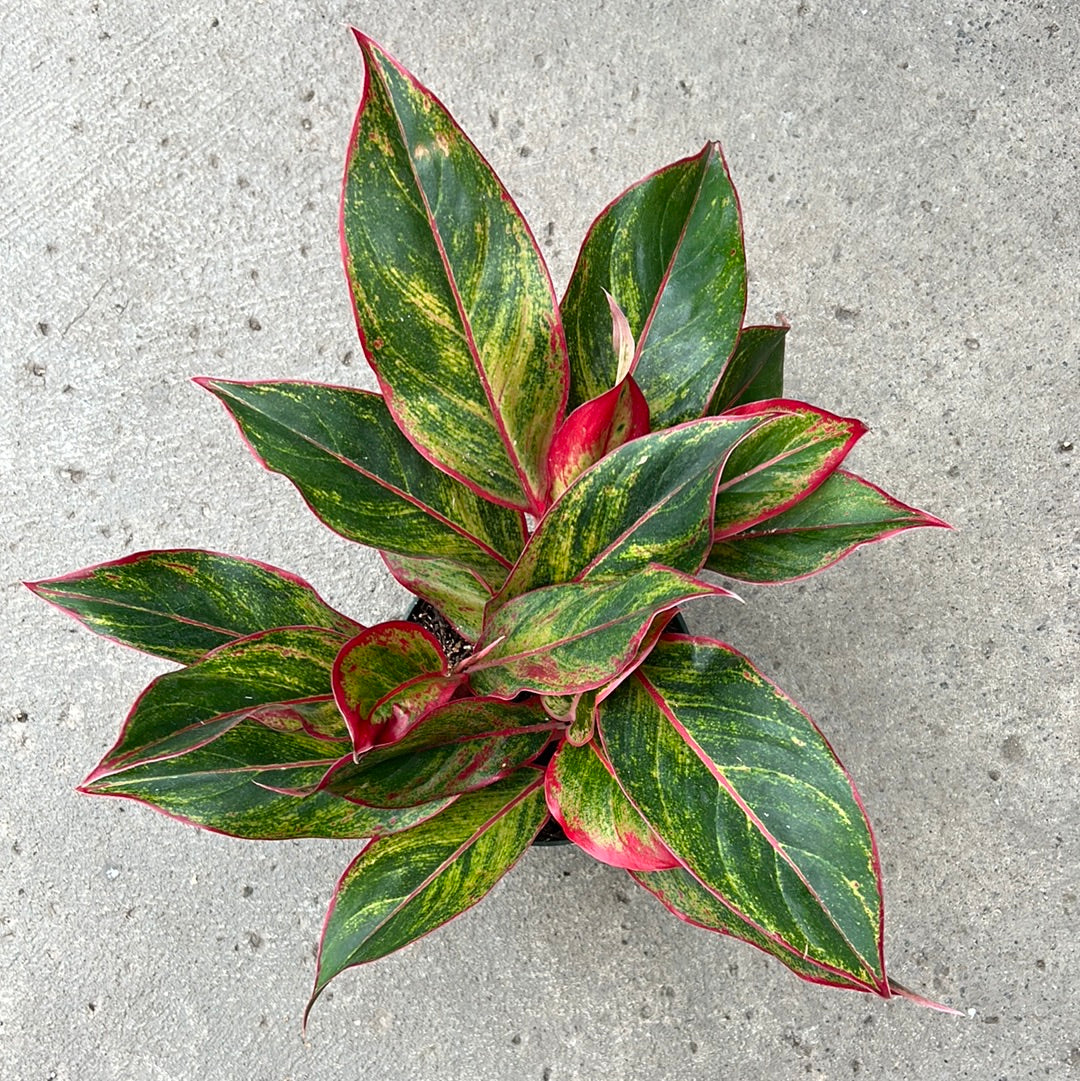 red aglaonema siam Aglaonema 'Red Siam' | Tropical