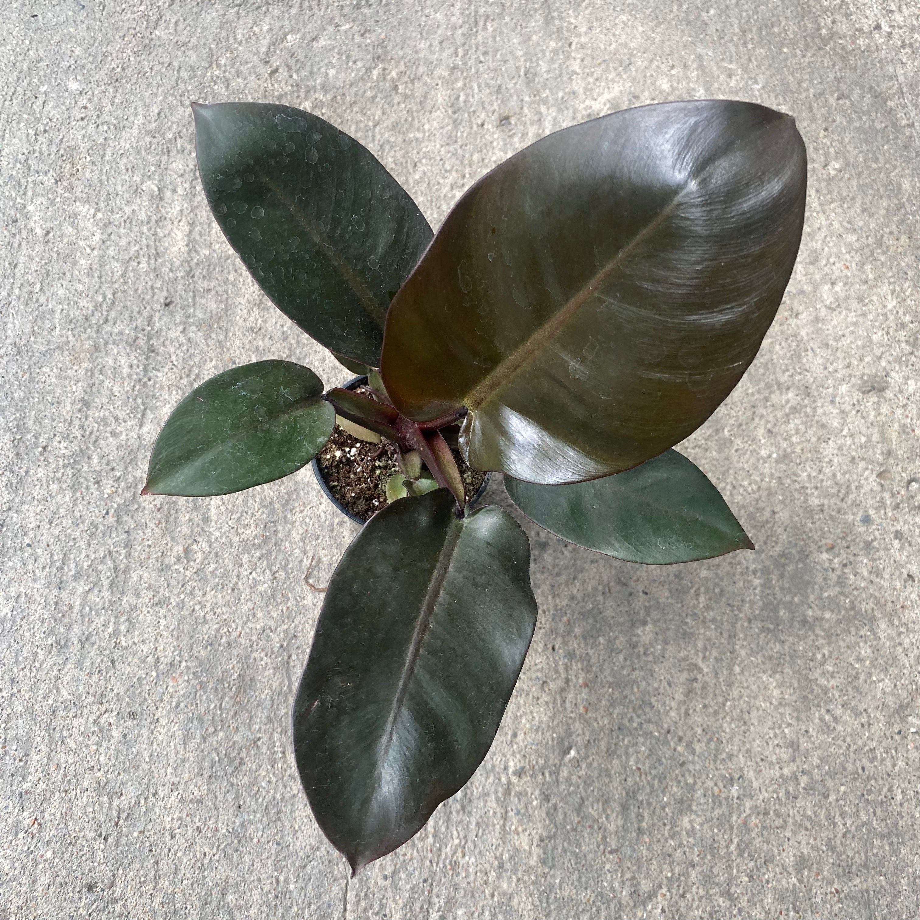 blushing philodendron black cardinal Philodendron 'Black Cardinal' – Serres Lavoie