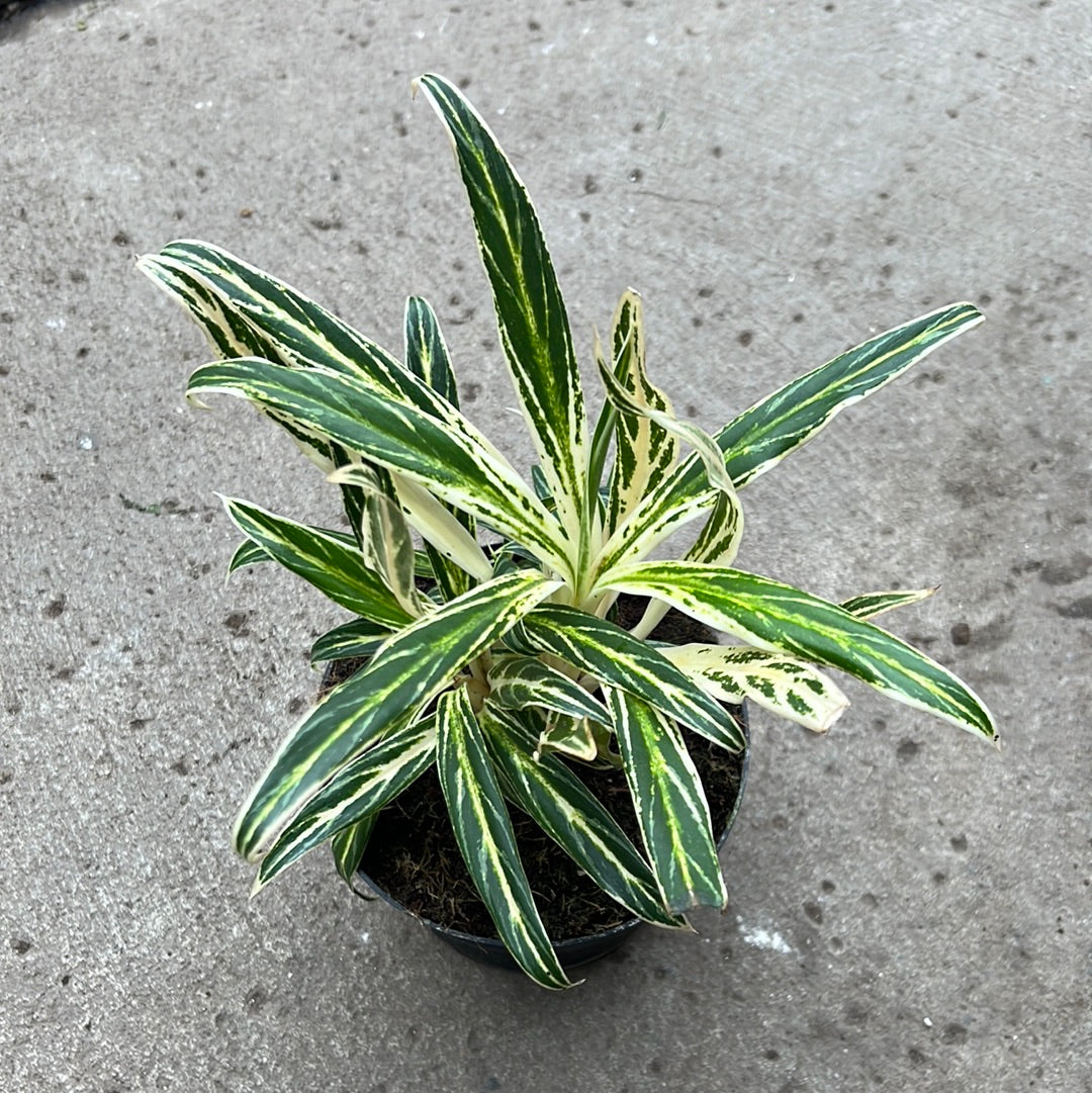 aglaonema bamboo care Aglaonema 'Silver Bay' | Tropical