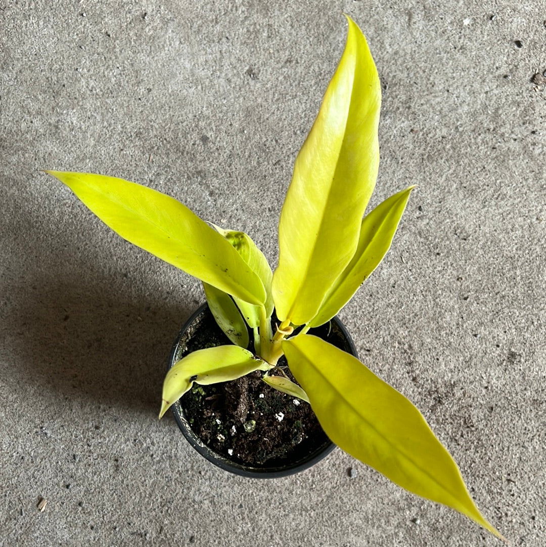 philodendron golden serratum price Philodendron serratum 'Pluto's Gold' – Serres Lavoie