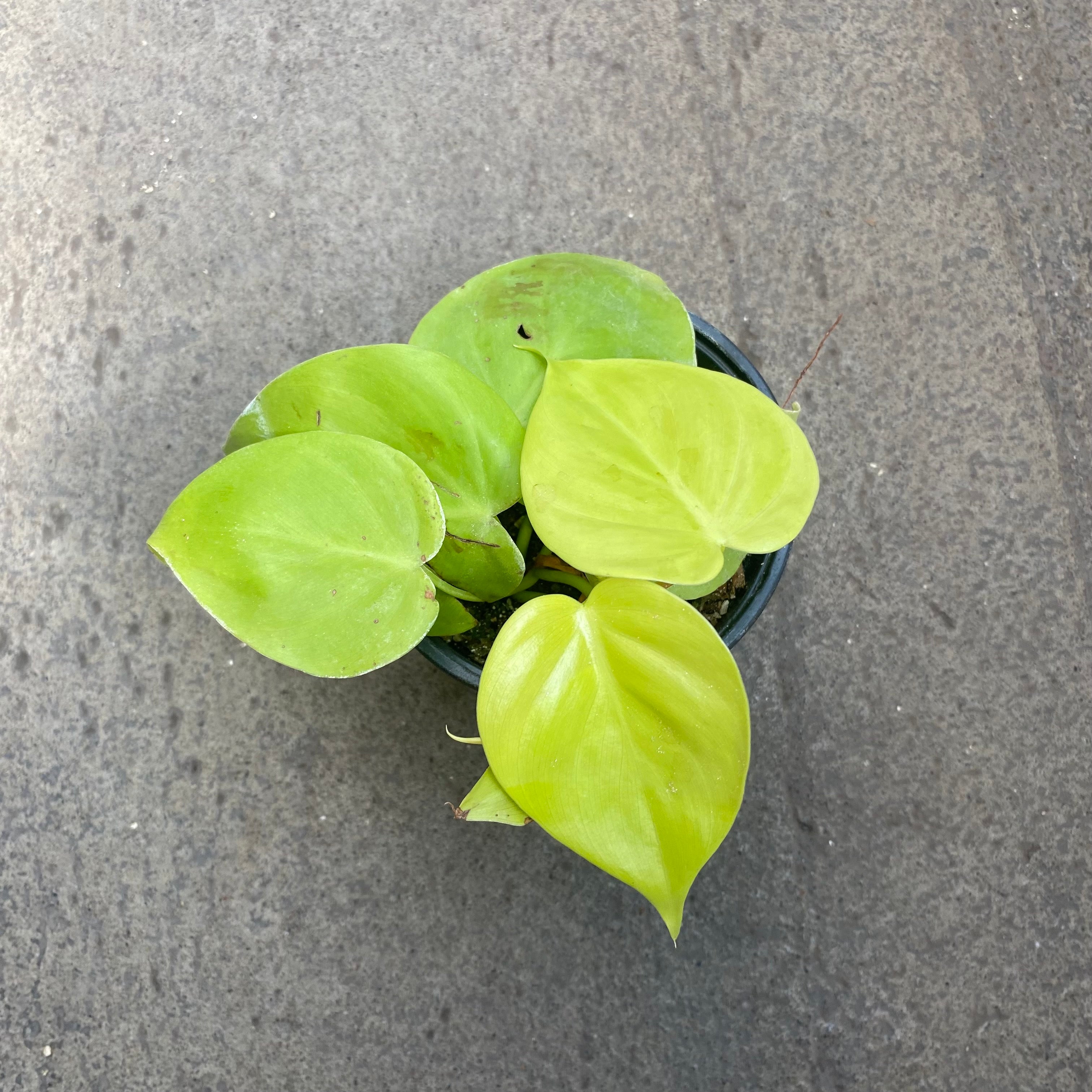 philodendron hederaceum var aureum Philodendron hederaceum 'Aureum' – Serres Lavoie