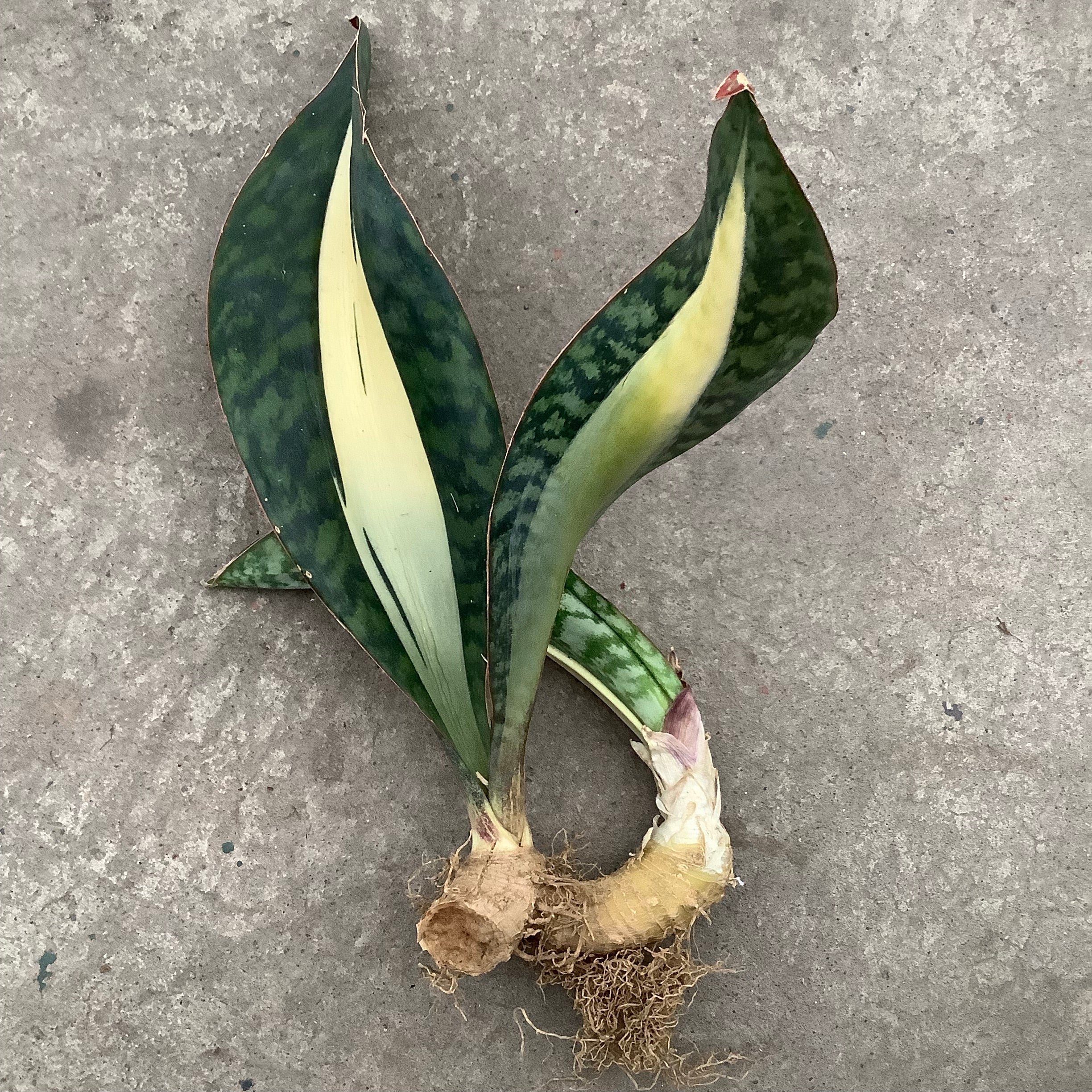 sansevieria masoniana f variegata Sansevieria masoniana f. white variegata – Serres Lavoie