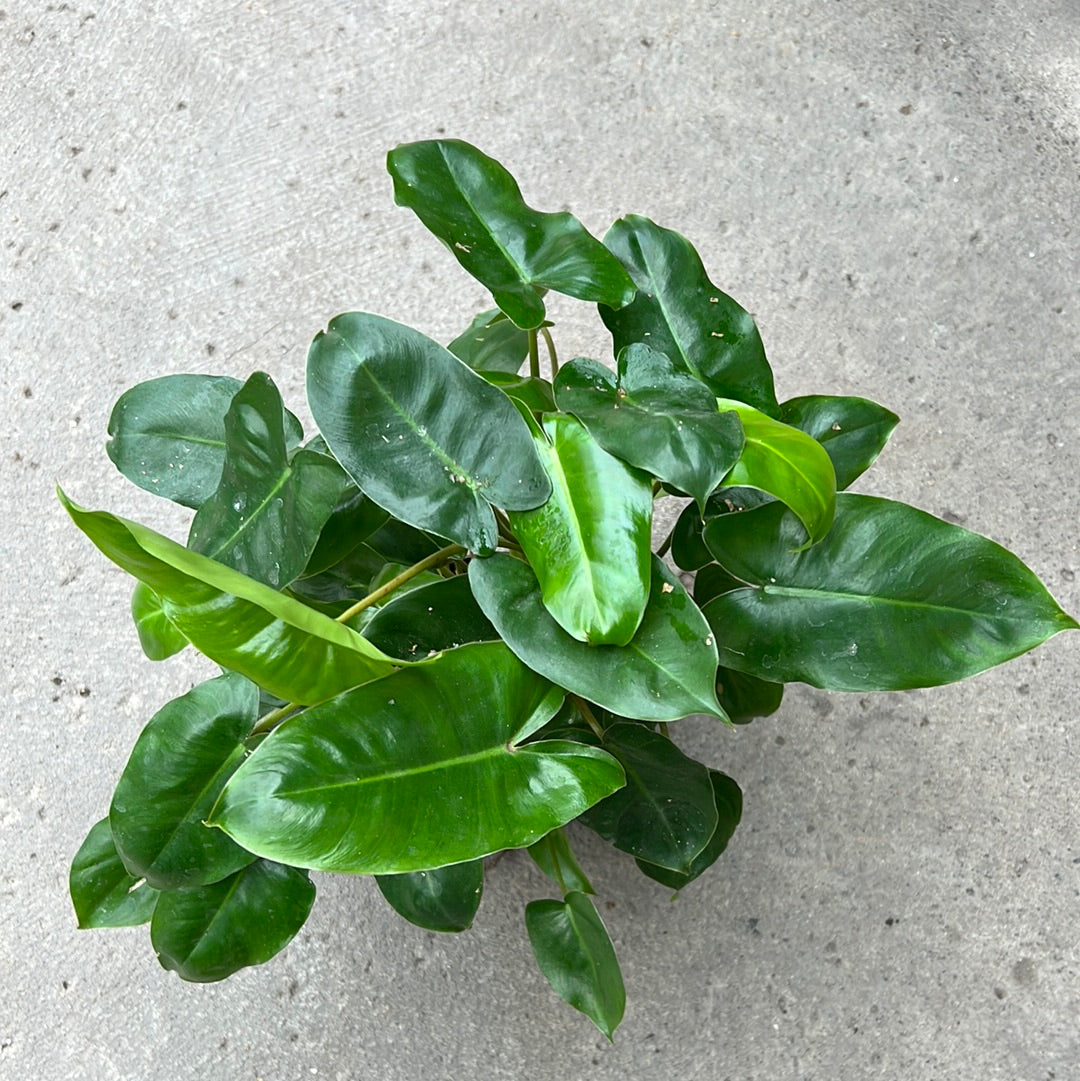 philodendron imbe Philodendron imbe – Serres Lavoie