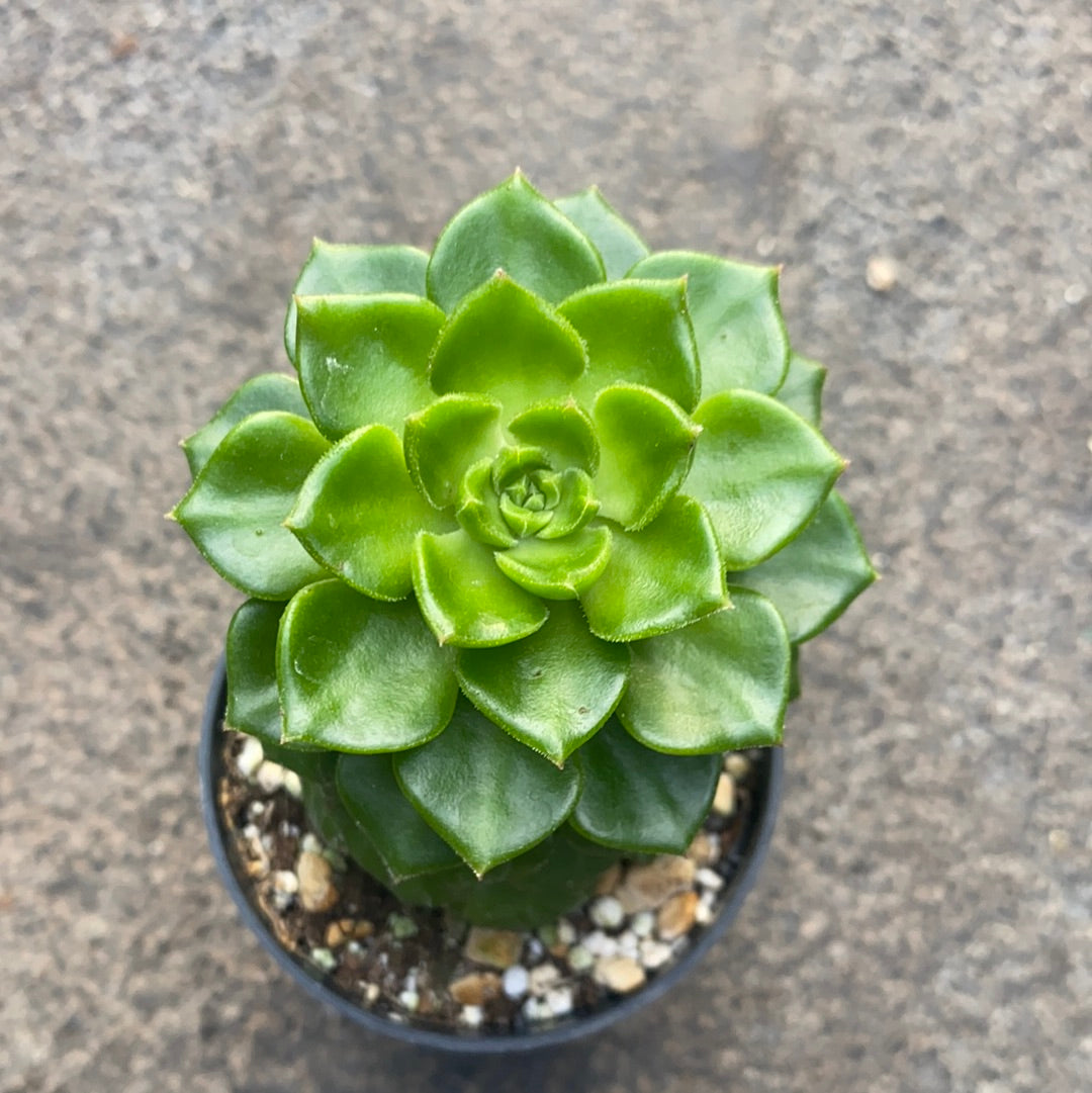 sedeveria letizia succulent Sedeveria letizia – Serres Lavoie