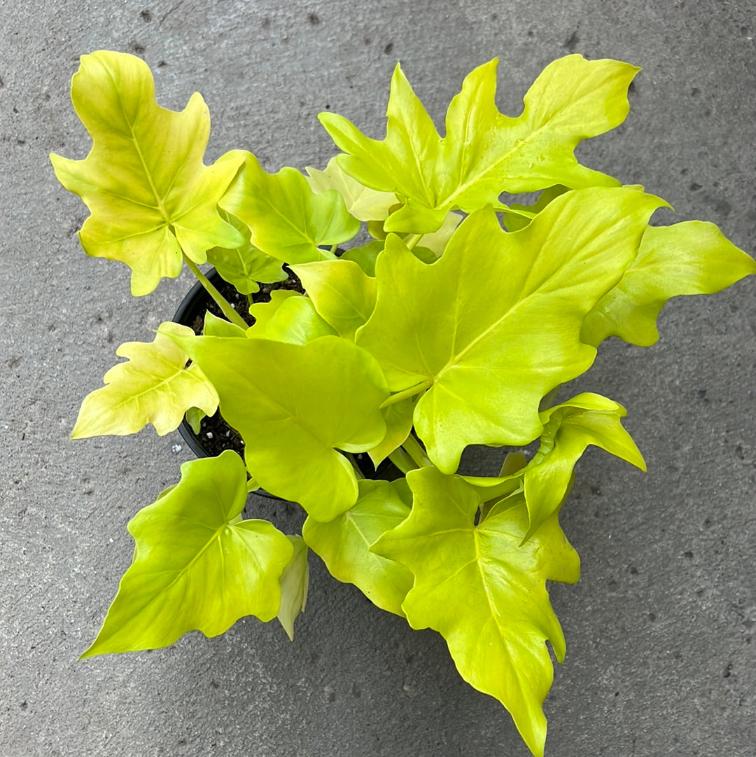 philodendron warszewiczii 'aurea flavum' Philodendron warszewiczii 'Aurea' – Serres Lavoie