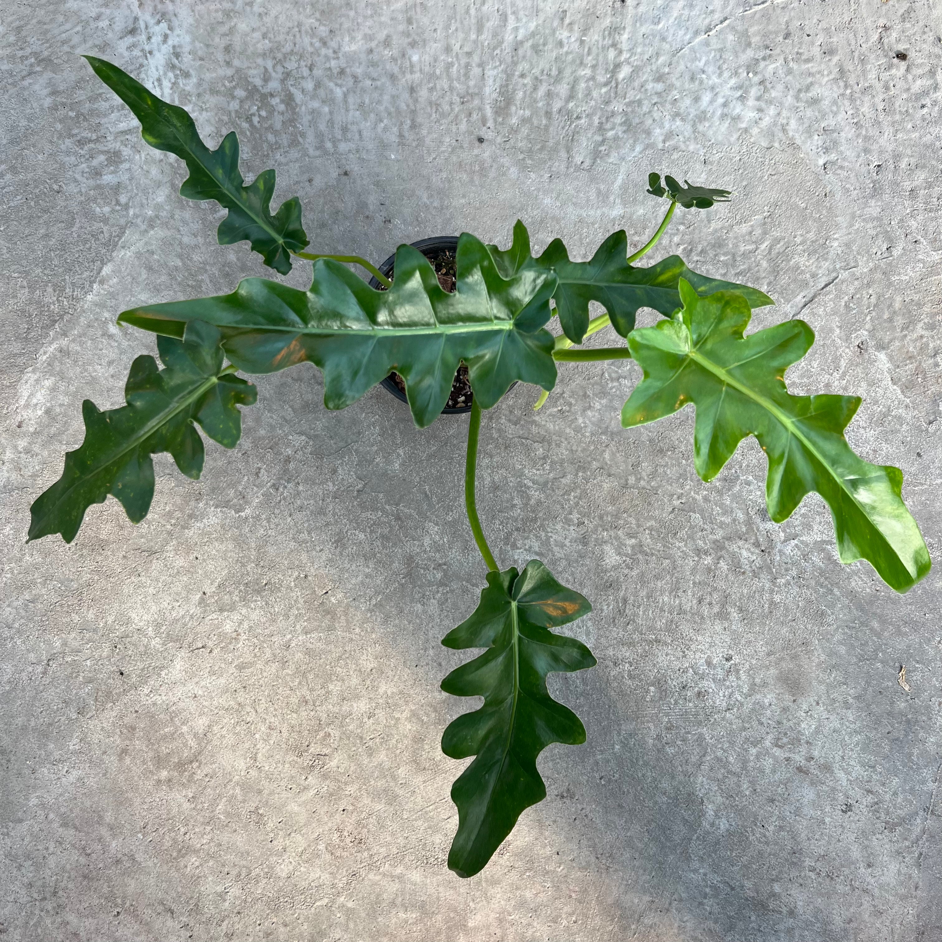 philodendron bob cee Philodendron 'Bob Cee' | Plants