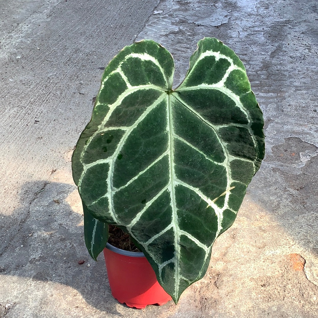 anthurium crystallinum silver Anthurium crystallinum 'Silver' | Tropical