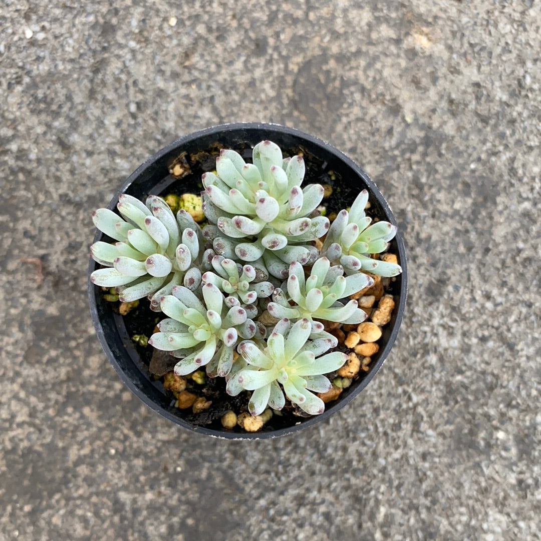 bluebean succulent Graptopetalum pachyphyllum (Blue bean) – Serres Lavoie