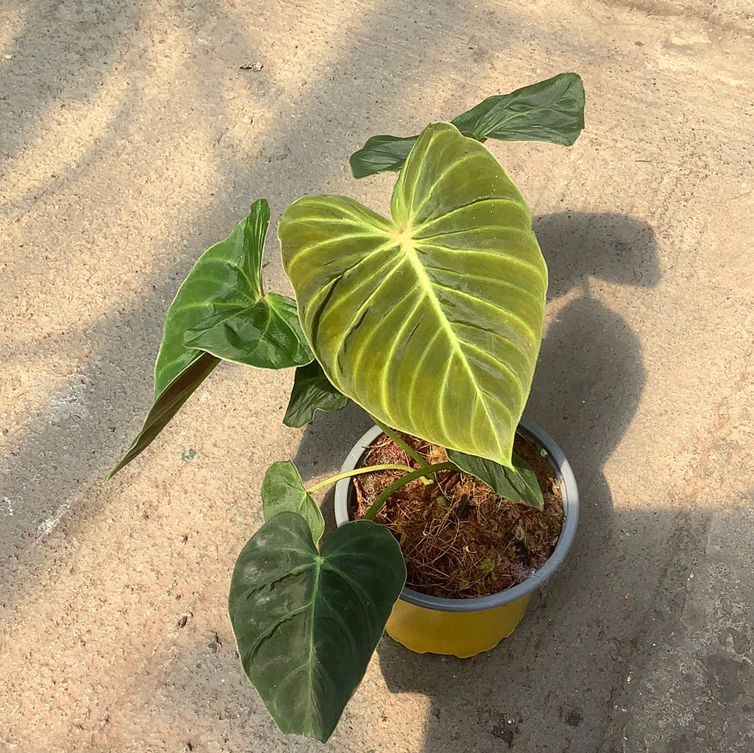 philodendron verrucosum dark form Philodendron verrucosum 'Dark' – Serres Lavoie