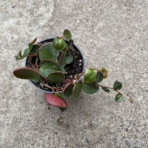 Open image in slideshow, Peperomia Ruby Cascade

