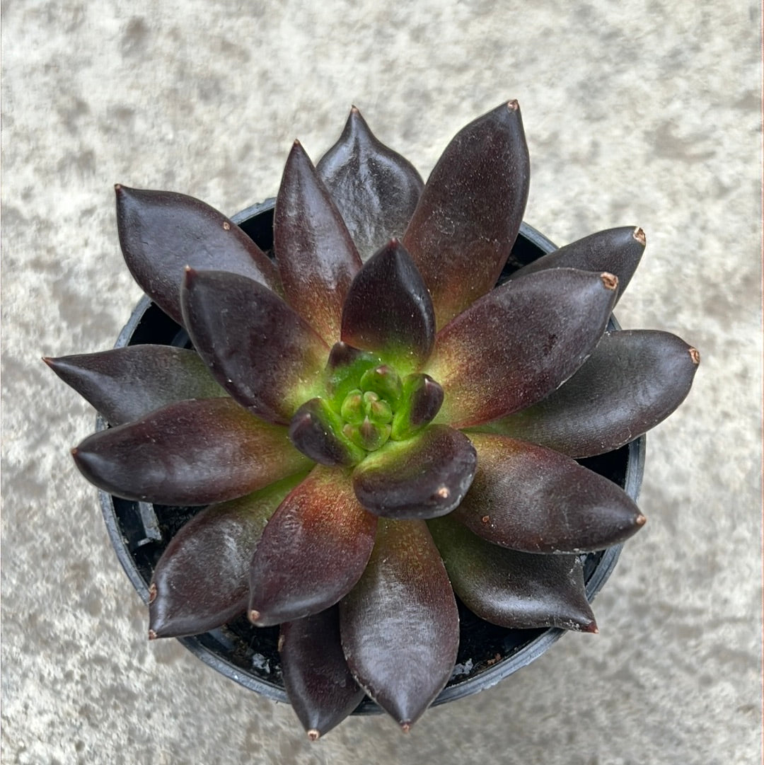 black prince succulents Echeveria 'Black Prince' | Succulents
