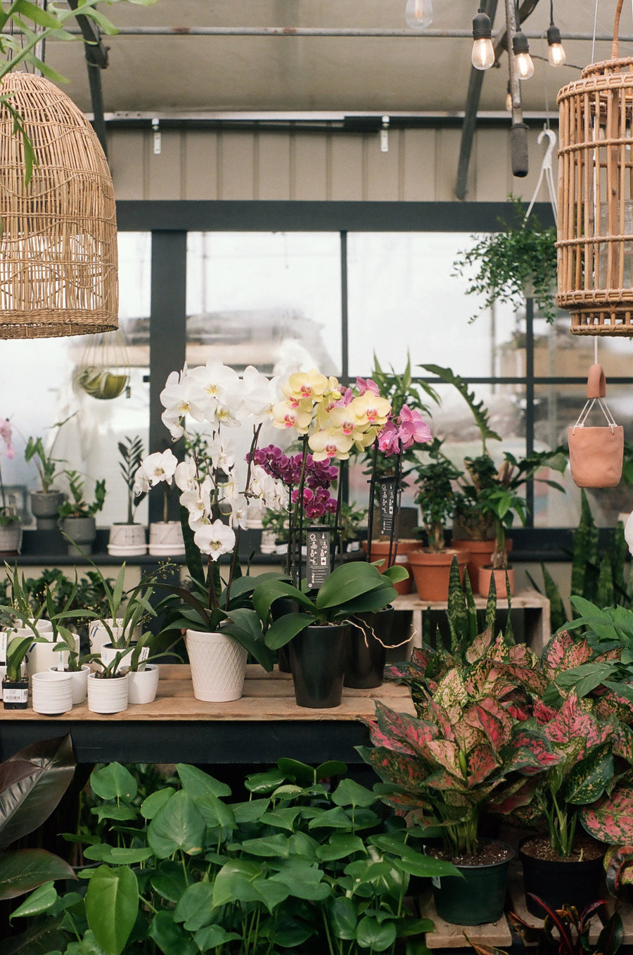 Les Secrets de la culture des orchidées rares : Un art délicat à découvrir