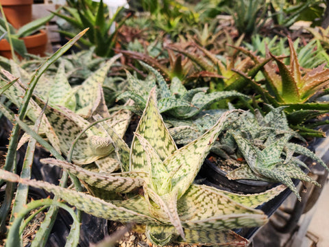 Low maintenance succulents: Aloe and Sansevieria