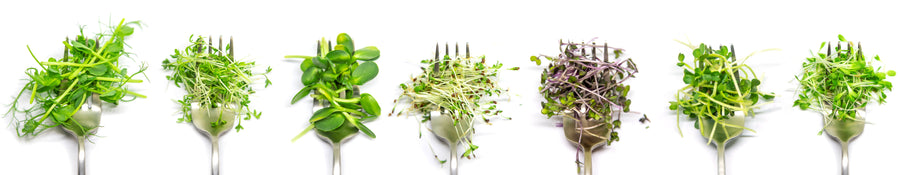 Les germinations et les micropousses