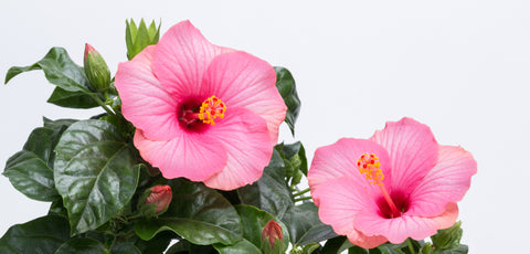 The Chinese Pink Hibiscus (Hibiscus rosa-sinensis)