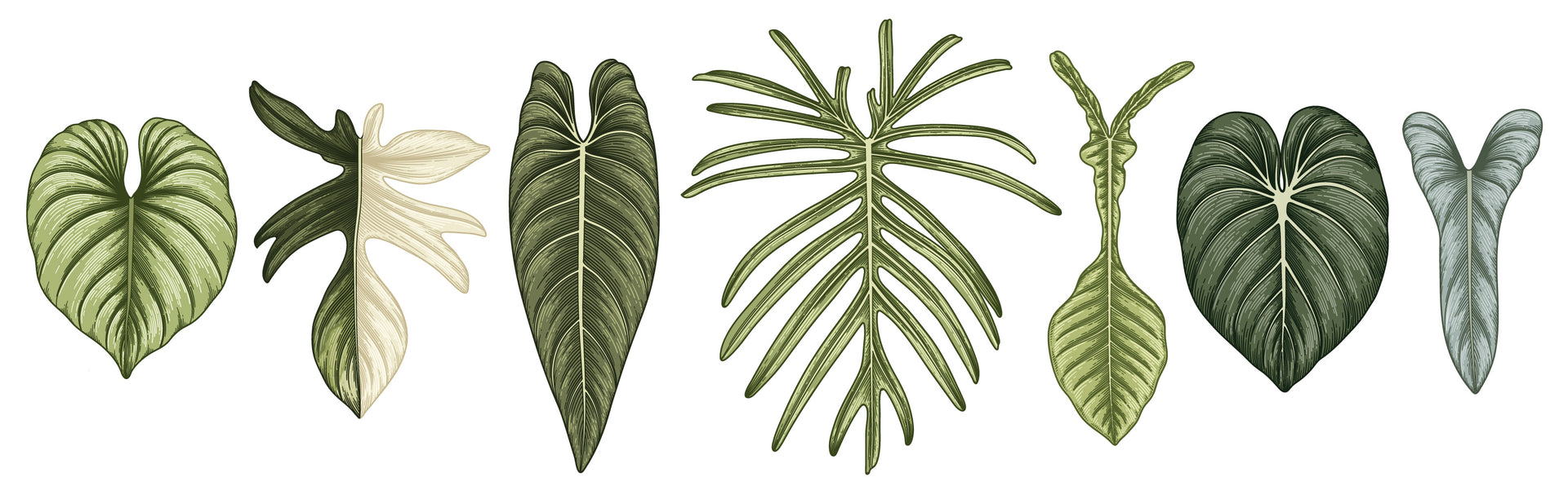 Les Philodendron | Blogue | Serres Lavoie