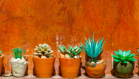 Taking care of your cacti and succulents