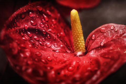 Entretien des anthuriums