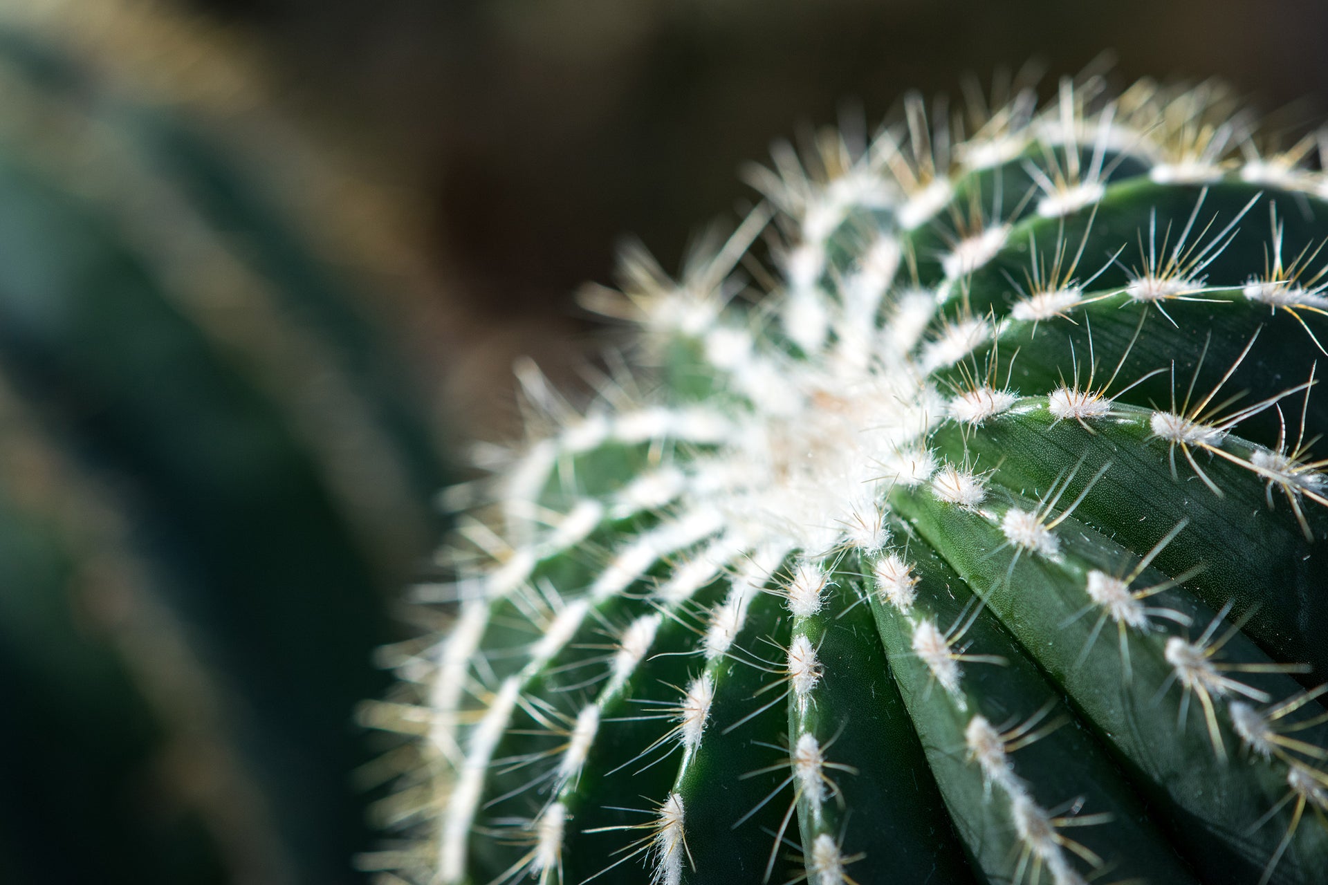cactus tropfen anwendung Cactus Inner Skin Moisture BOUNCY SERUM, 52ml – Curantus main image 1