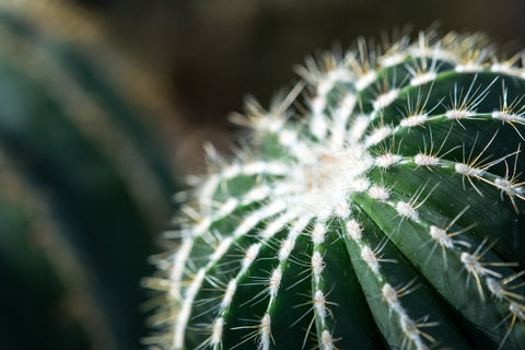 Entretien des cactus