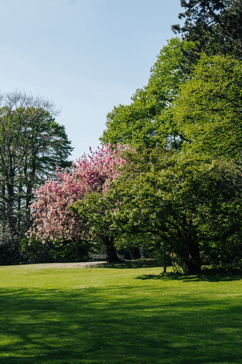 Planter des arbres pour créer des îlots de fraîcheur et bien les arroser