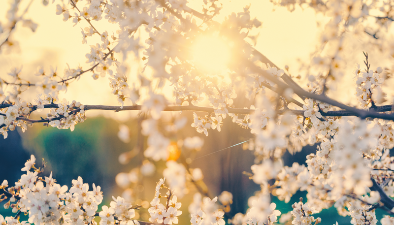Profitez du printemps dans votre cour!