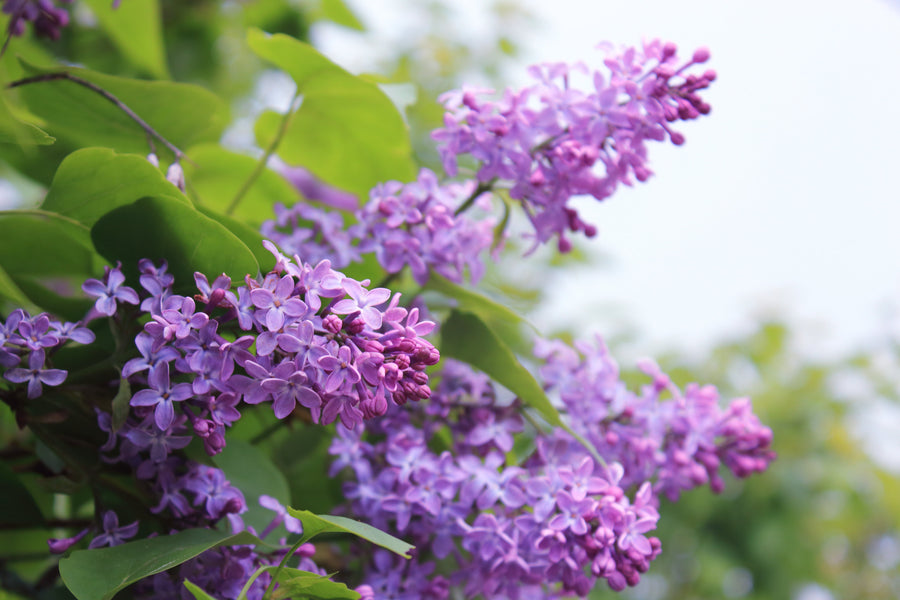 Plantes odorantes pour votre jardin