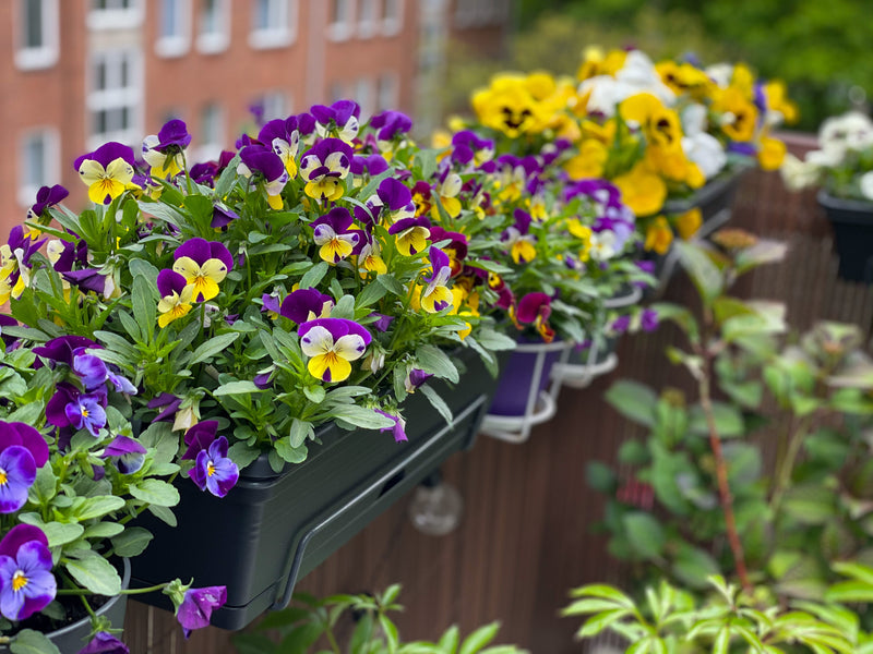 Les fleurs comestibles
