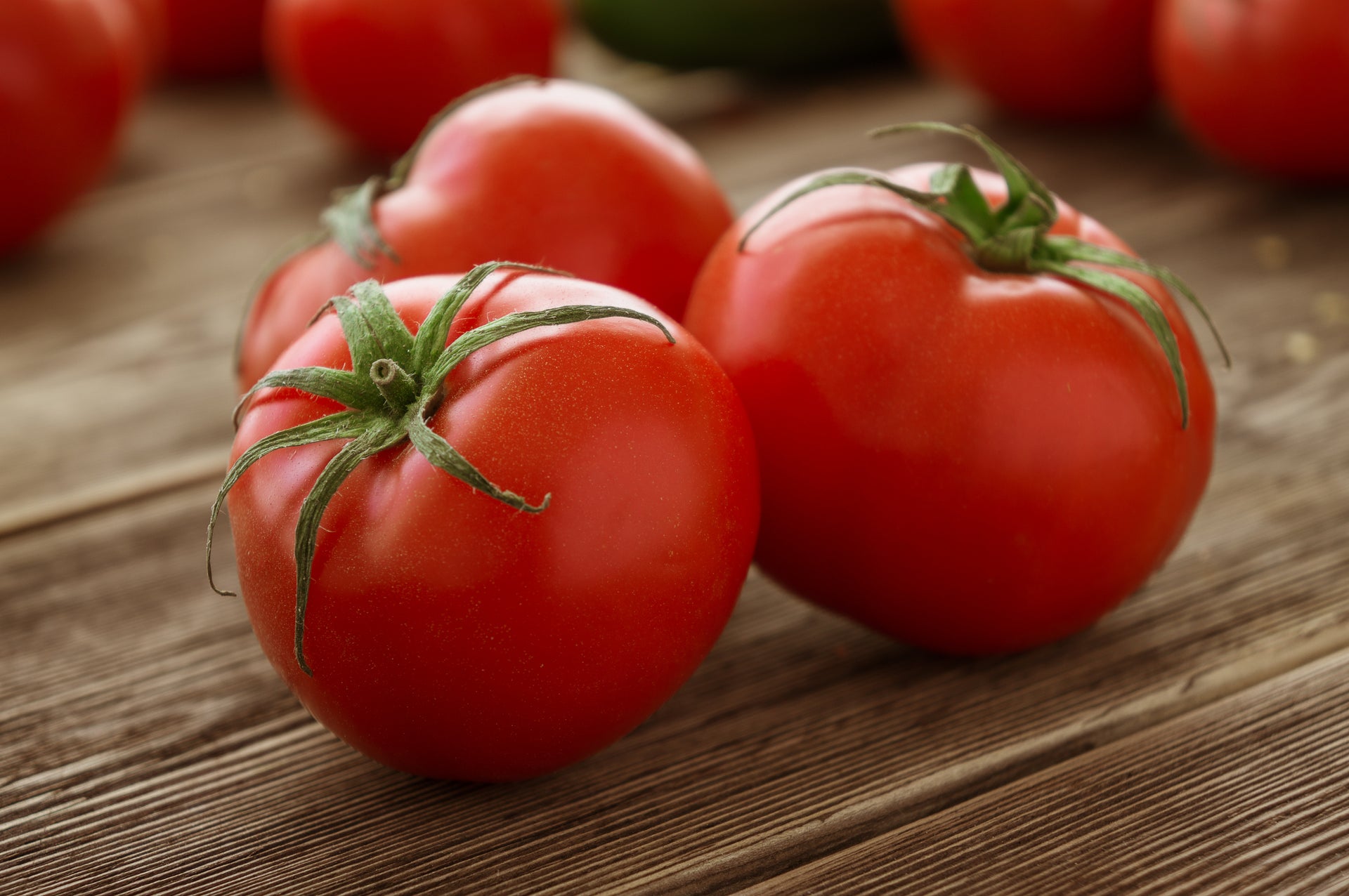 Growing tomatoes – Serres Lavoie