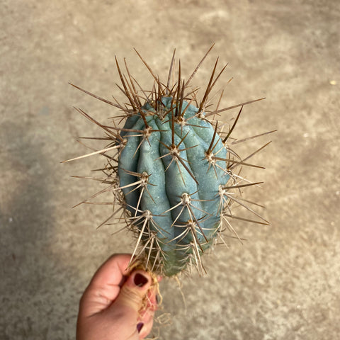 Brownnga hertlngana : r/cactus Brownnga hertlngana : r/cactus
