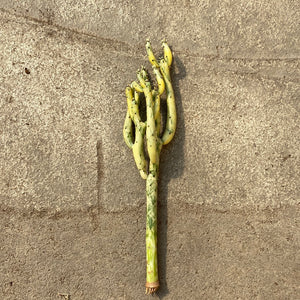 Open image in slideshow, Euphorbia alluaudii variegata

