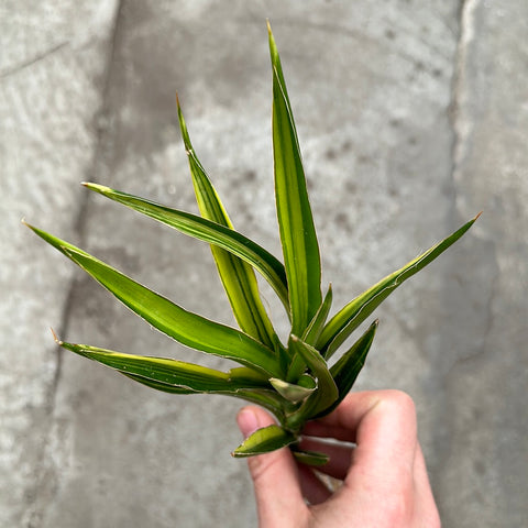 Sansevieria bagamoyensis f. variegata