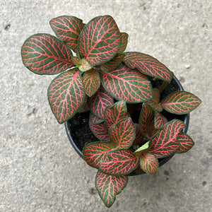Open image in slideshow, Fittonia albivenis 'Rouge
